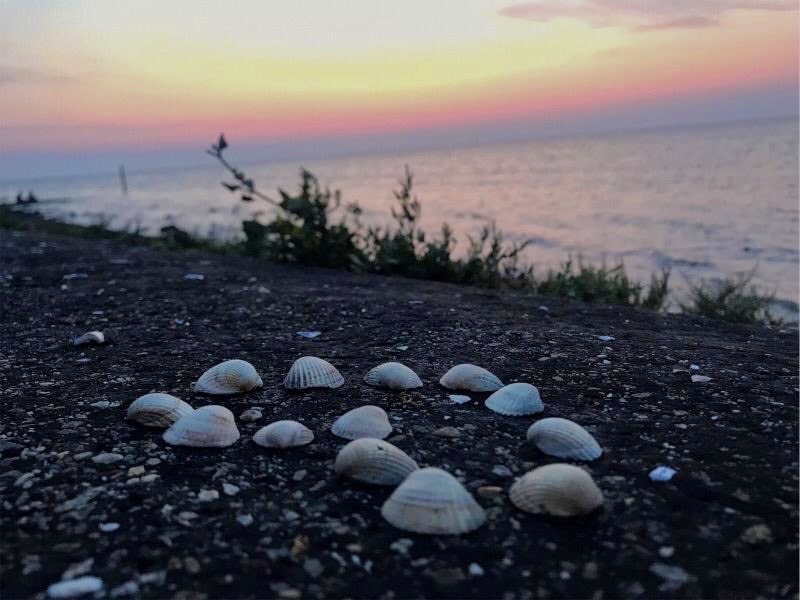 Beautiful shells at the seashore