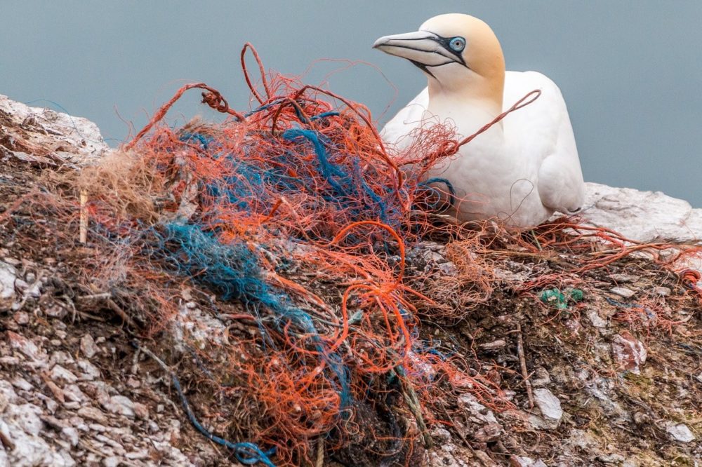 Bird living in plastic waste