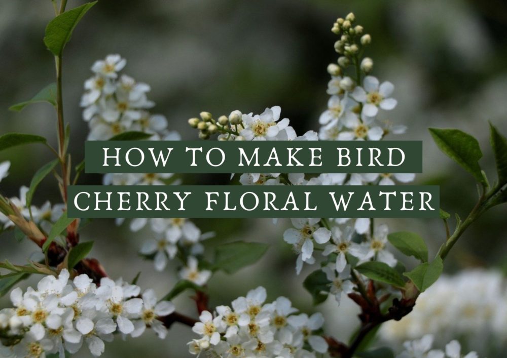 How to make bird cherry floral water