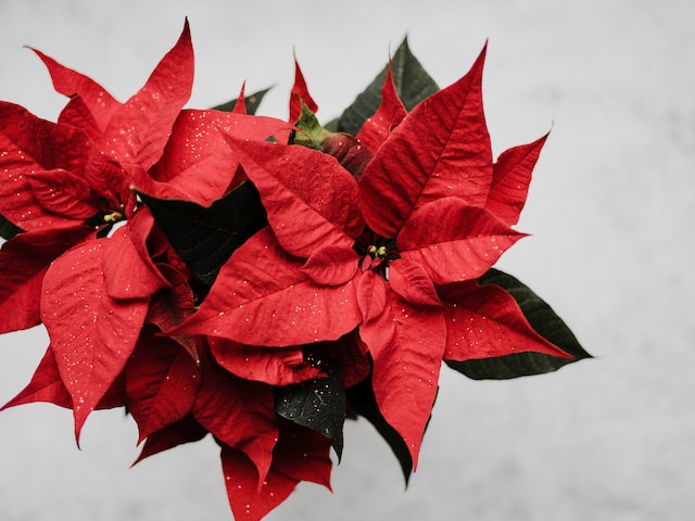 Christmas flowers are a perfect natural Christmas decoration