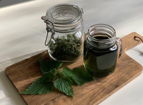Stinging nettle infusion along with fresh and dried stinging nettle.