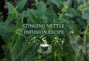 Stinging nettle infusion recipe